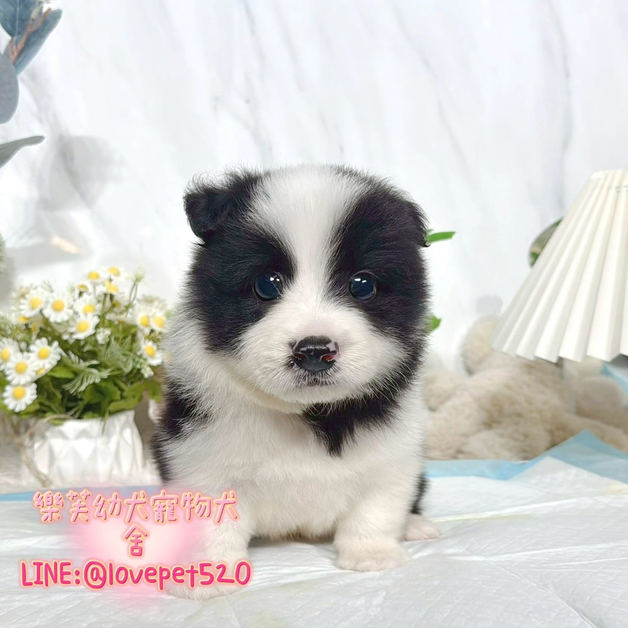 邊境牧羊犬-樂芙幼犬寵物犬舍
