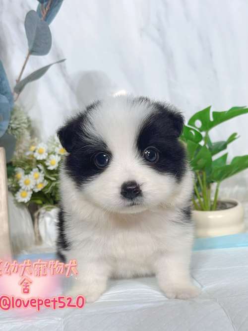 邊境牧羊犬-樂芙幼犬寵物犬舍