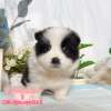 邊境牧羊犬-樂芙幼犬寵物犬舍