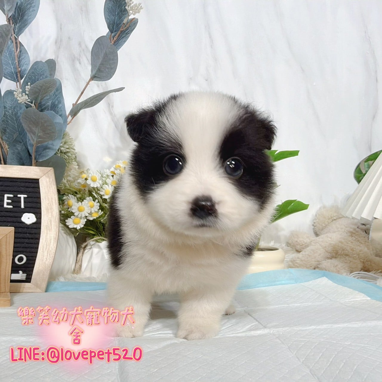 邊境牧羊犬-樂芙幼犬寵物犬舍