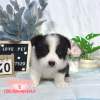 邊境牧羊犬-樂芙幼犬寵物犬舍