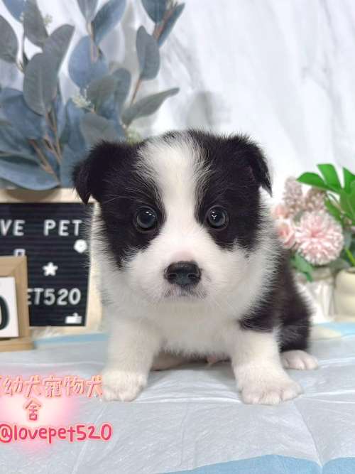 邊境牧羊犬-樂芙幼犬寵物犬舍