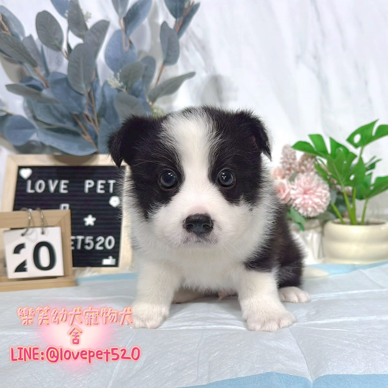 邊境牧羊犬-樂芙幼犬寵物犬舍