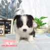 邊境牧羊犬-樂芙幼犬寵物犬舍