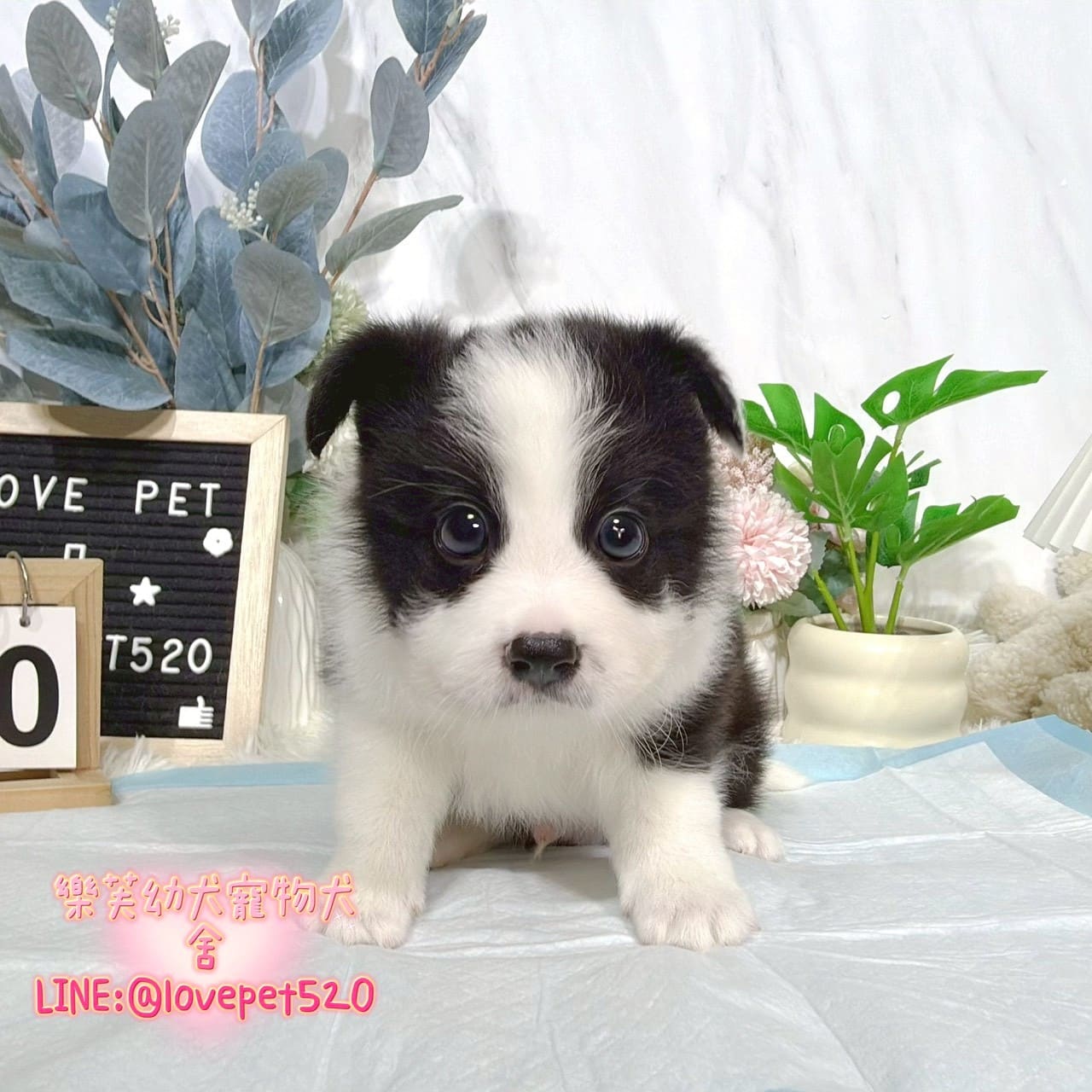 邊境牧羊犬-樂芙幼犬寵物犬舍