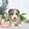邊境牧羊犬-樂芙幼犬寵物犬舍