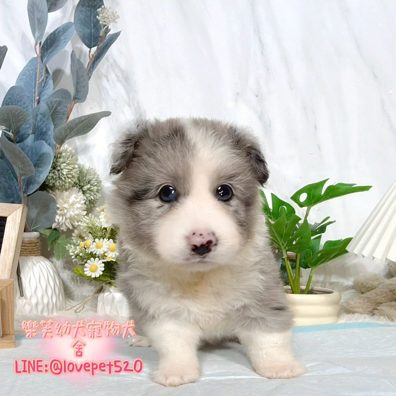 邊境牧羊犬-樂芙幼犬寵物犬舍