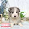 邊境牧羊犬-樂芙幼犬寵物犬舍