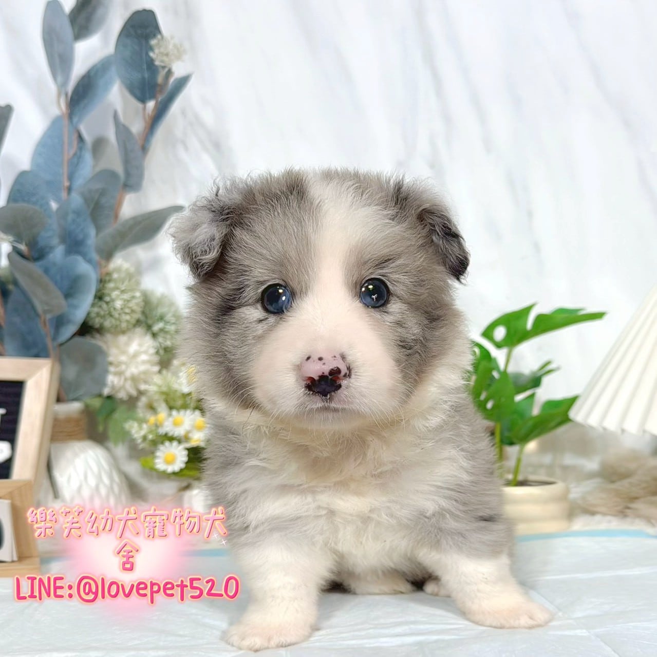 邊境牧羊犬-樂芙幼犬寵物犬舍