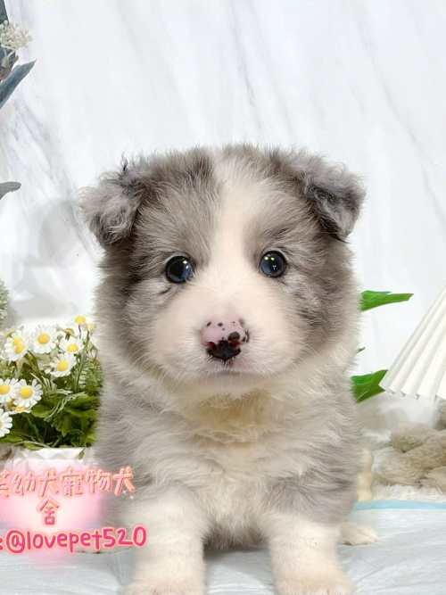 邊境牧羊犬-樂芙幼犬寵物犬舍
