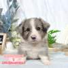 邊境牧羊犬-樂芙幼犬寵物犬舍