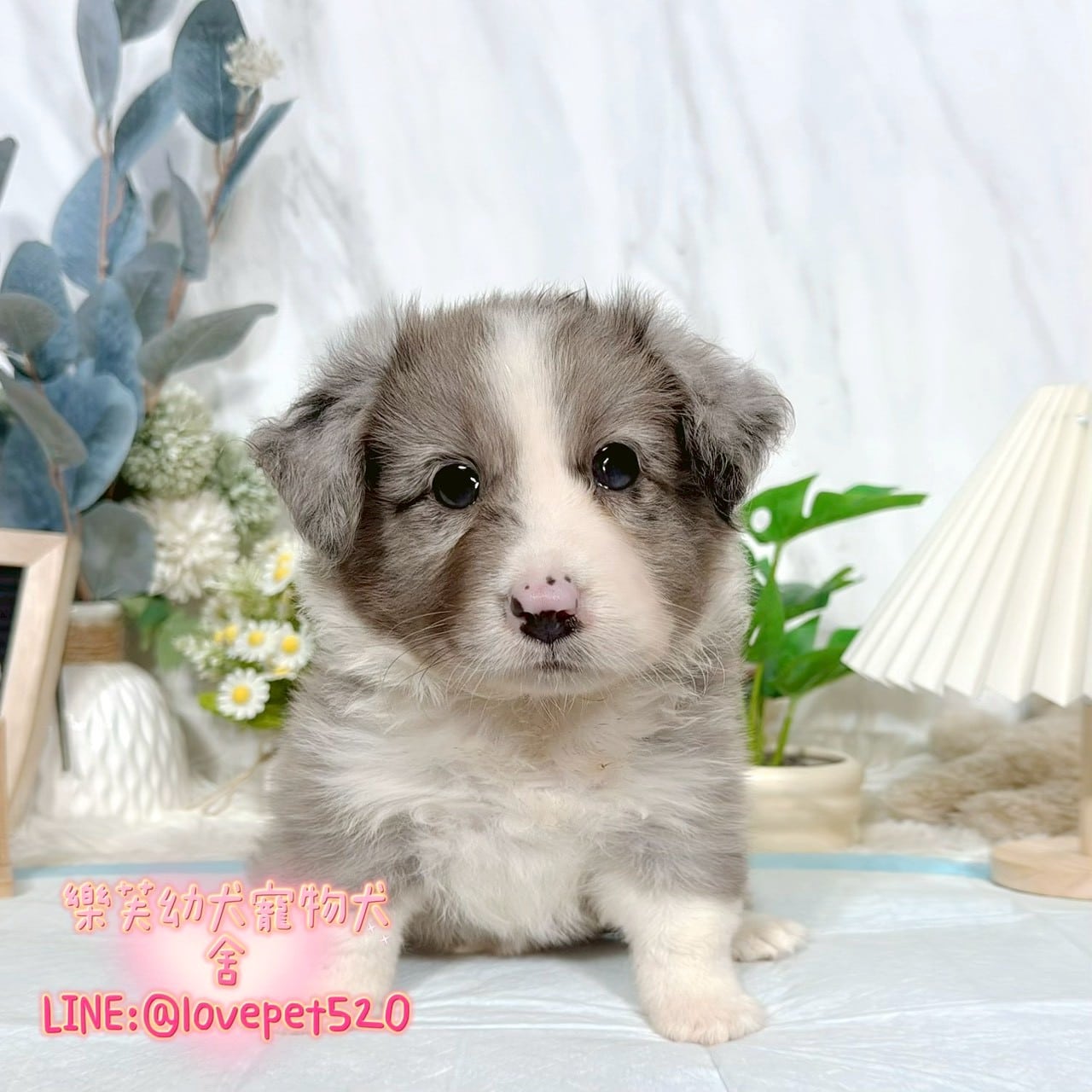 邊境牧羊犬-樂芙幼犬寵物犬舍