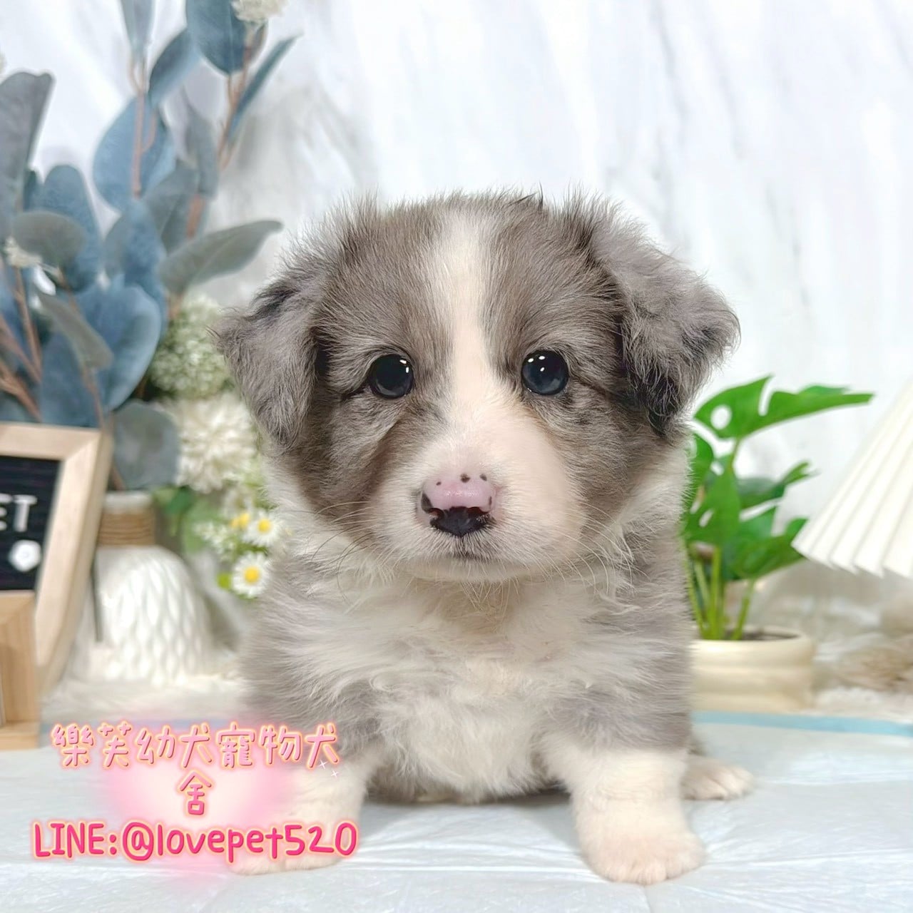 邊境牧羊犬-樂芙幼犬寵物犬舍