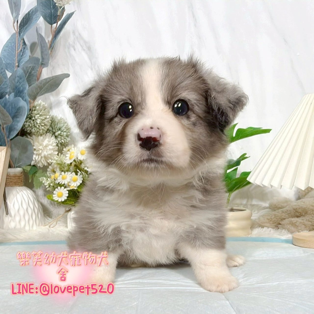 邊境牧羊犬-樂芙幼犬寵物犬舍