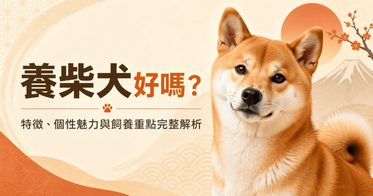 養柴犬好嗎：特徵、個性魅力與飼養重點完整解析