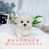 馬爾濟斯-樂芙幼犬寵物犬舍