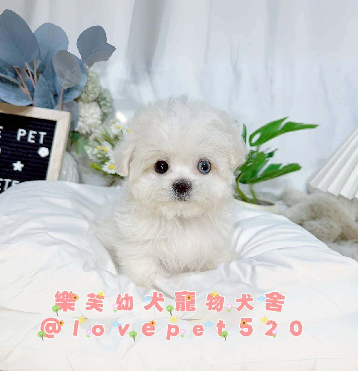馬爾濟斯-樂芙幼犬寵物犬舍