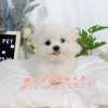 馬爾濟斯-樂芙幼犬寵物犬舍
