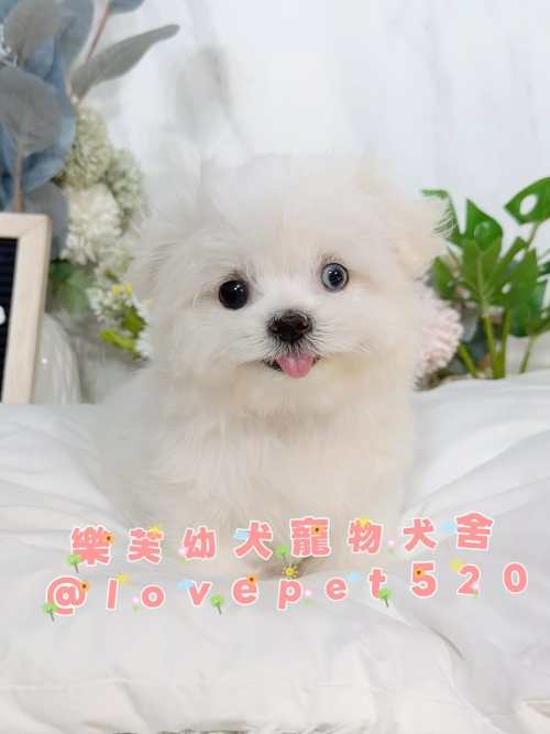 馬爾濟斯-樂芙幼犬寵物犬舍 馬爾濟斯-樂芙幼犬寵物犬舍