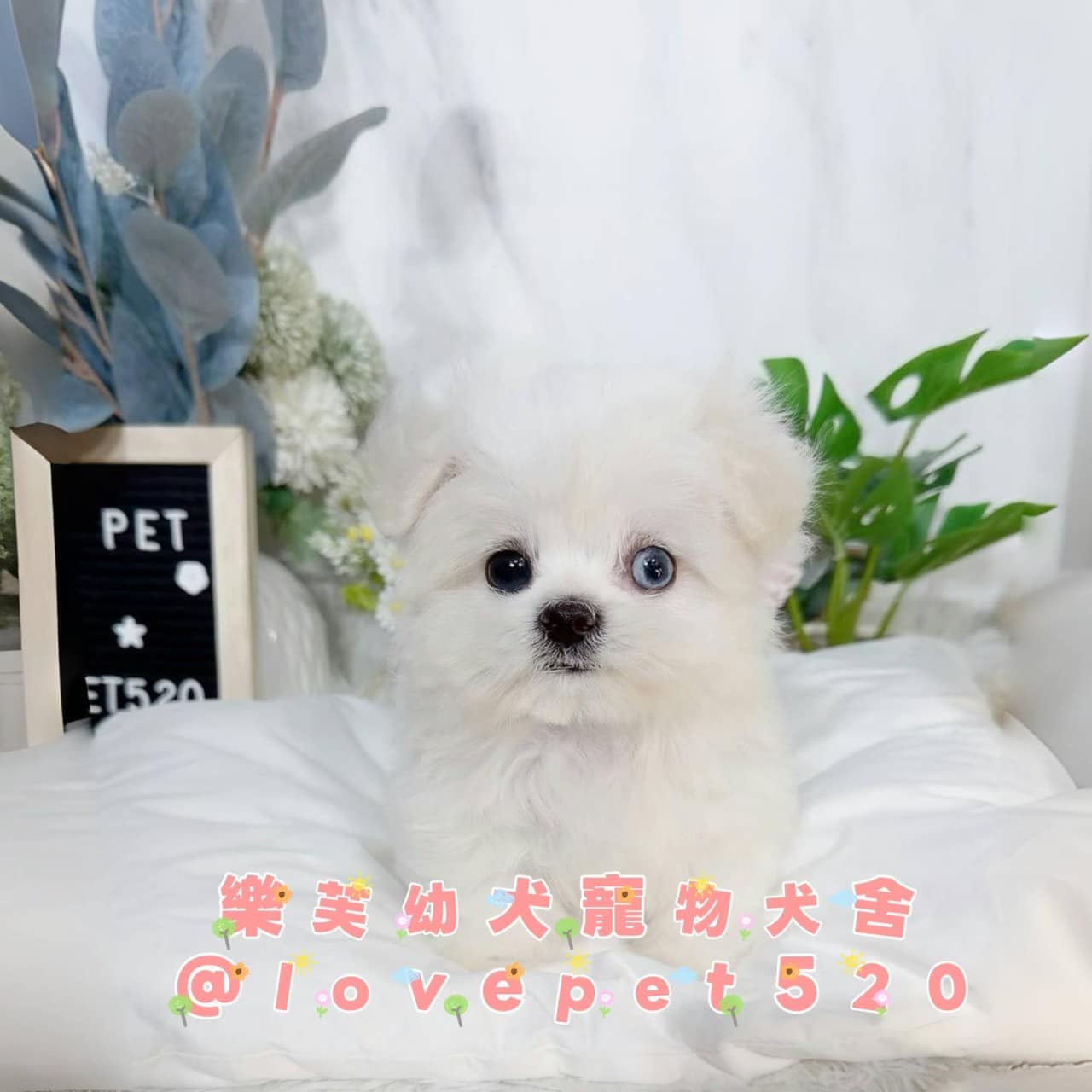 馬爾濟斯-樂芙幼犬寵物犬舍