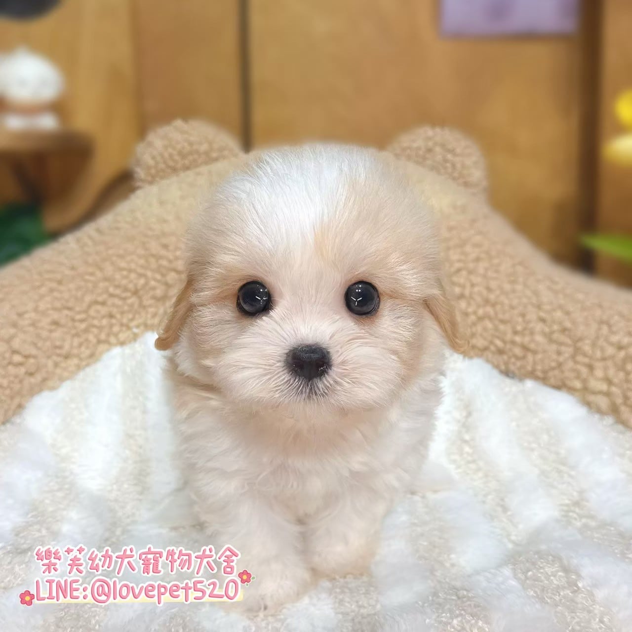 騎士比熊-樂芙幼犬寵物犬舍