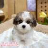 騎士比熊-樂芙幼犬寵物犬舍 騎士比熊-樂芙幼犬寵物犬舍
