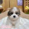 騎士比熊-樂芙幼犬寵物犬舍 騎士比熊-樂芙幼犬寵物犬舍
