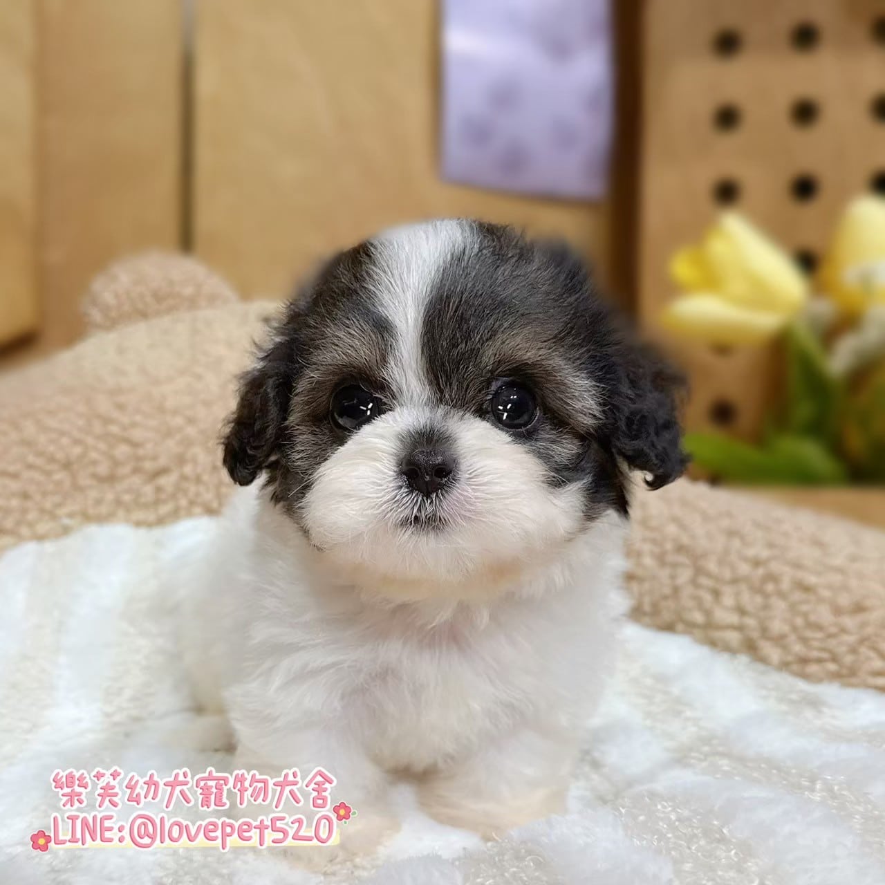 騎士比熊-樂芙幼犬寵物犬舍