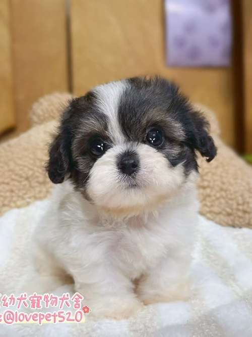 騎士比熊-樂芙幼犬寵物犬舍 騎士比熊-樂芙幼犬寵物犬舍