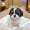騎士比熊-樂芙幼犬寵物犬舍
