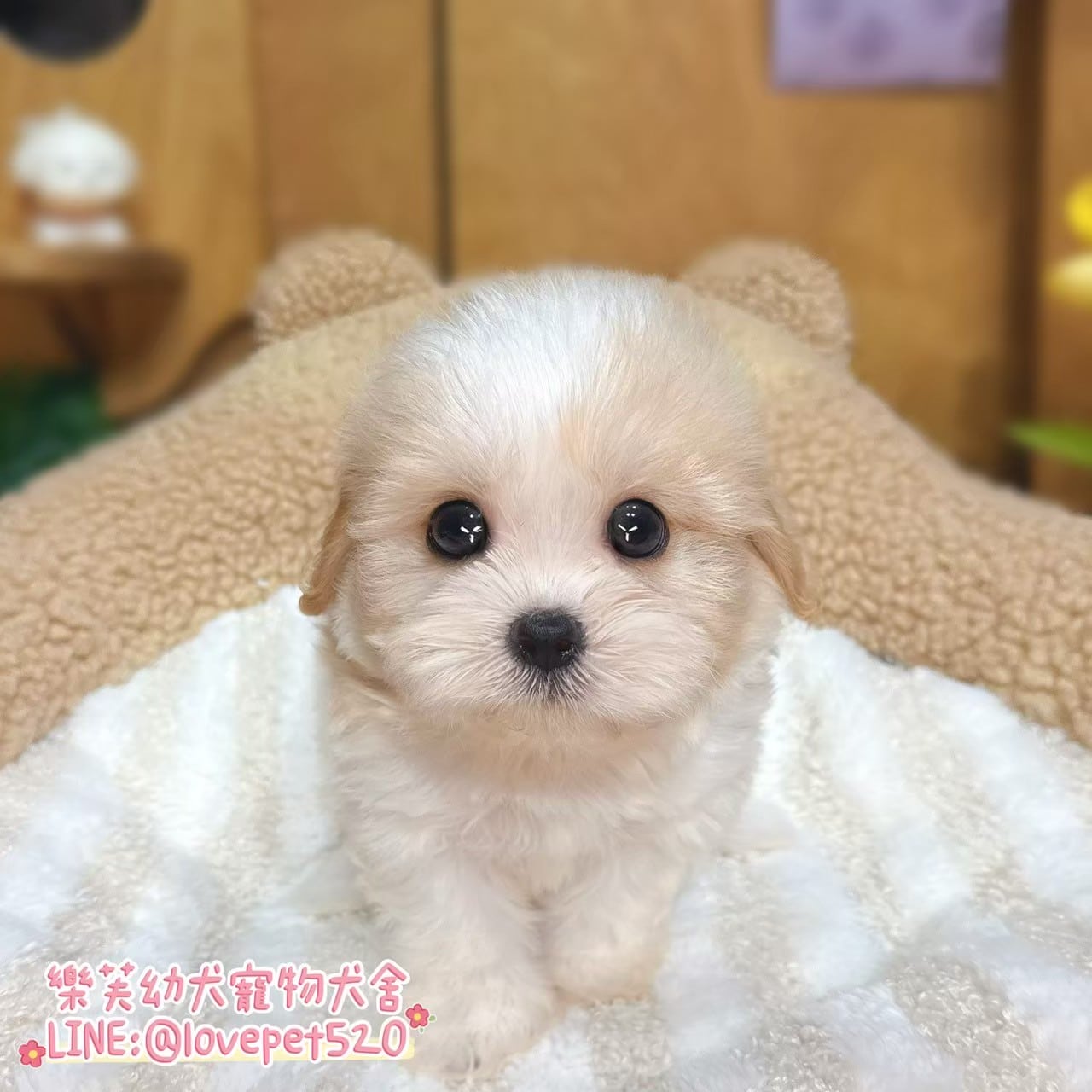 騎士比熊-樂芙幼犬寵物犬舍