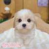 騎士比熊-樂芙幼犬寵物犬舍