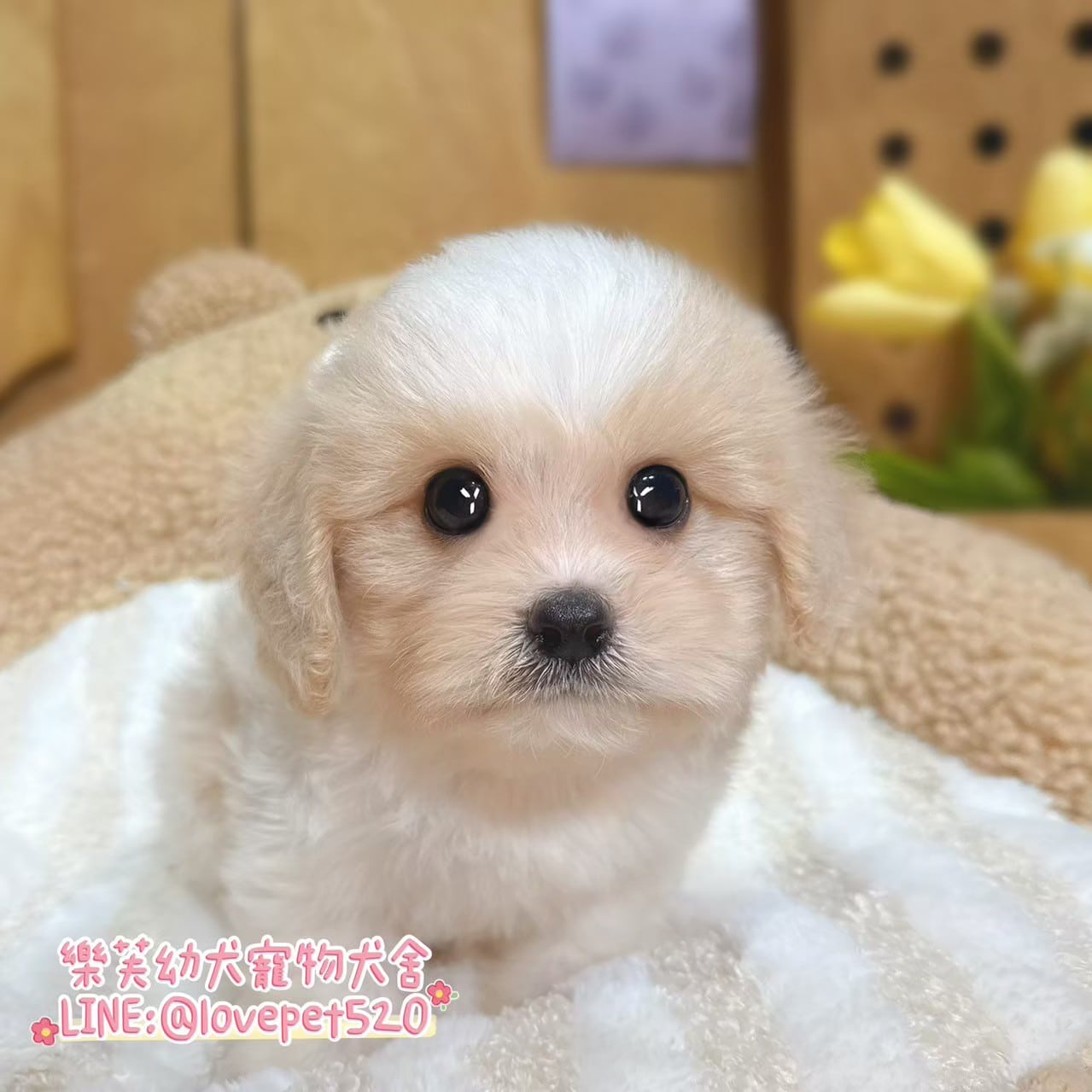騎士比熊-樂芙幼犬寵物犬舍