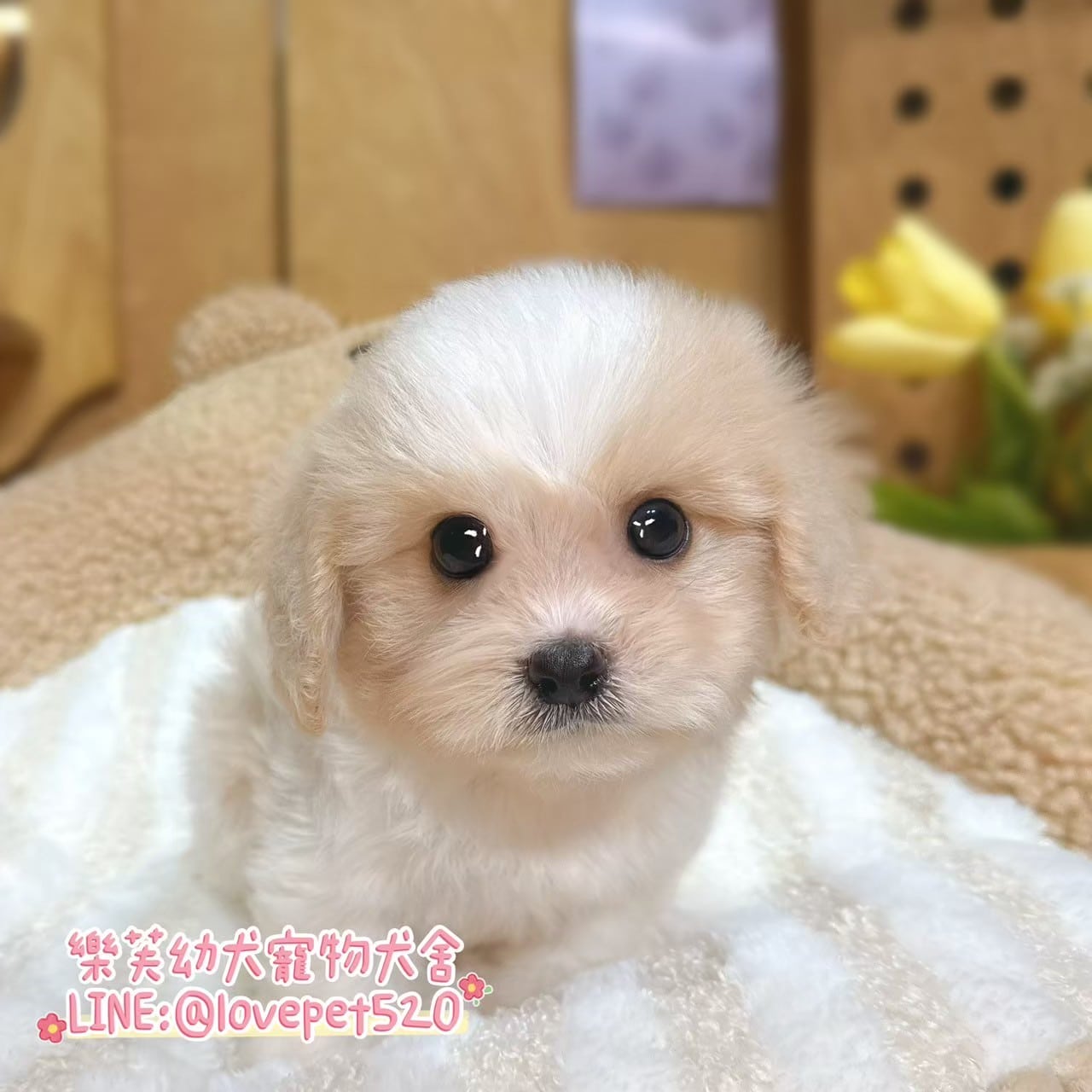 騎士比熊-樂芙幼犬寵物犬舍
