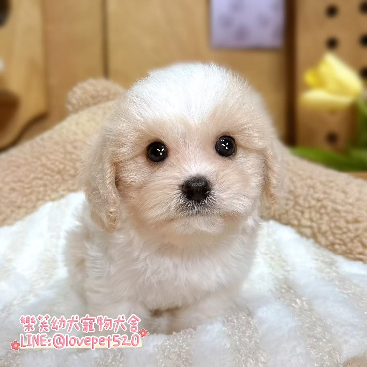 騎士比熊-樂芙幼犬寵物犬舍