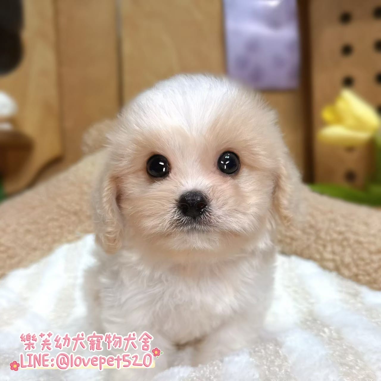 騎士比熊-樂芙幼犬寵物犬舍