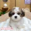 騎士比熊-樂芙幼犬寵物犬舍 騎士比熊-樂芙幼犬寵物犬舍