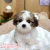 騎士比熊-樂芙幼犬寵物犬舍 騎士比熊-樂芙幼犬寵物犬舍