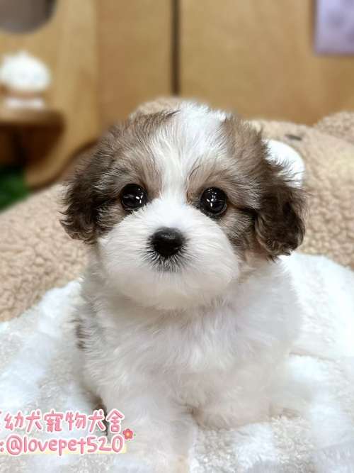 騎士比熊-樂芙幼犬寵物犬舍 騎士比熊-樂芙幼犬寵物犬舍