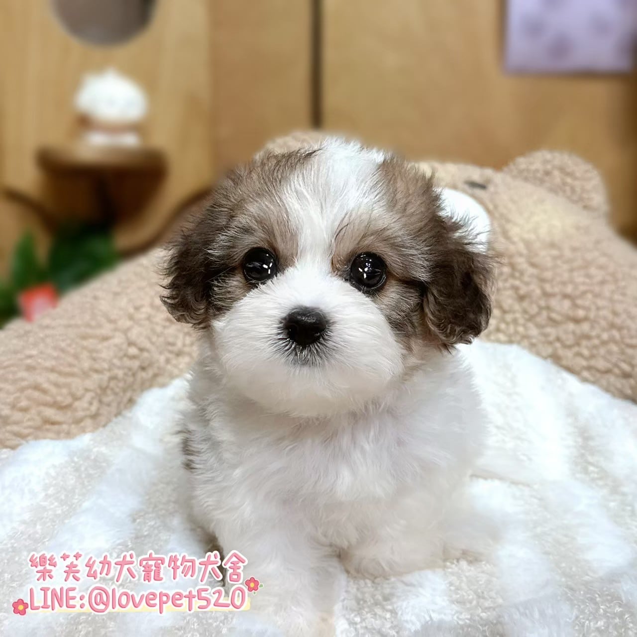 騎士比熊-樂芙幼犬寵物犬舍