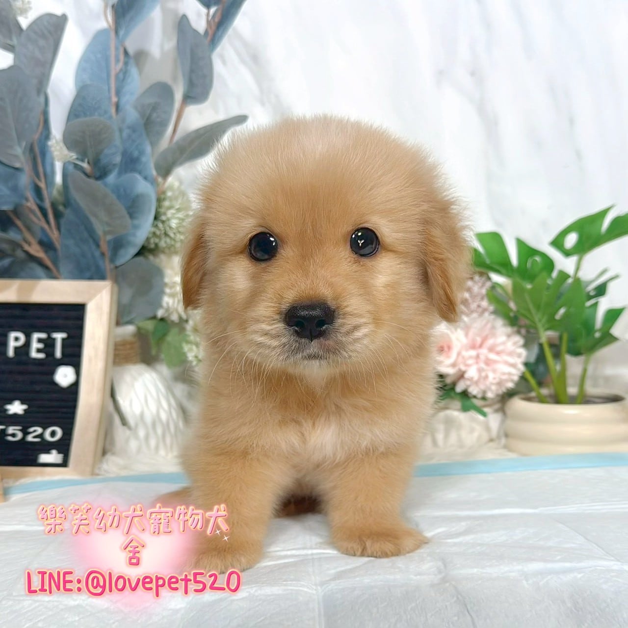 黃金獵犬-樂芙幼犬寵物犬舍