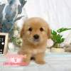黃金獵犬-樂芙幼犬寵物犬舍