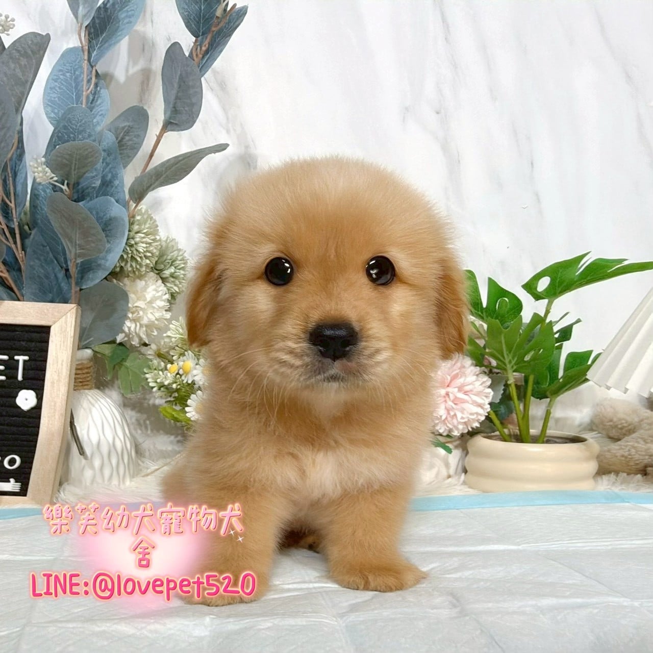 黃金獵犬-樂芙幼犬寵物犬舍