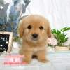 黃金獵犬-樂芙幼犬寵物犬舍