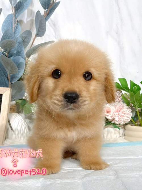 黃金獵犬-樂芙幼犬寵物犬舍