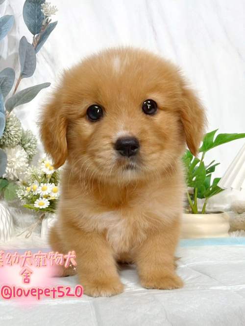 黃金獵犬-樂芙幼犬寵物犬舍