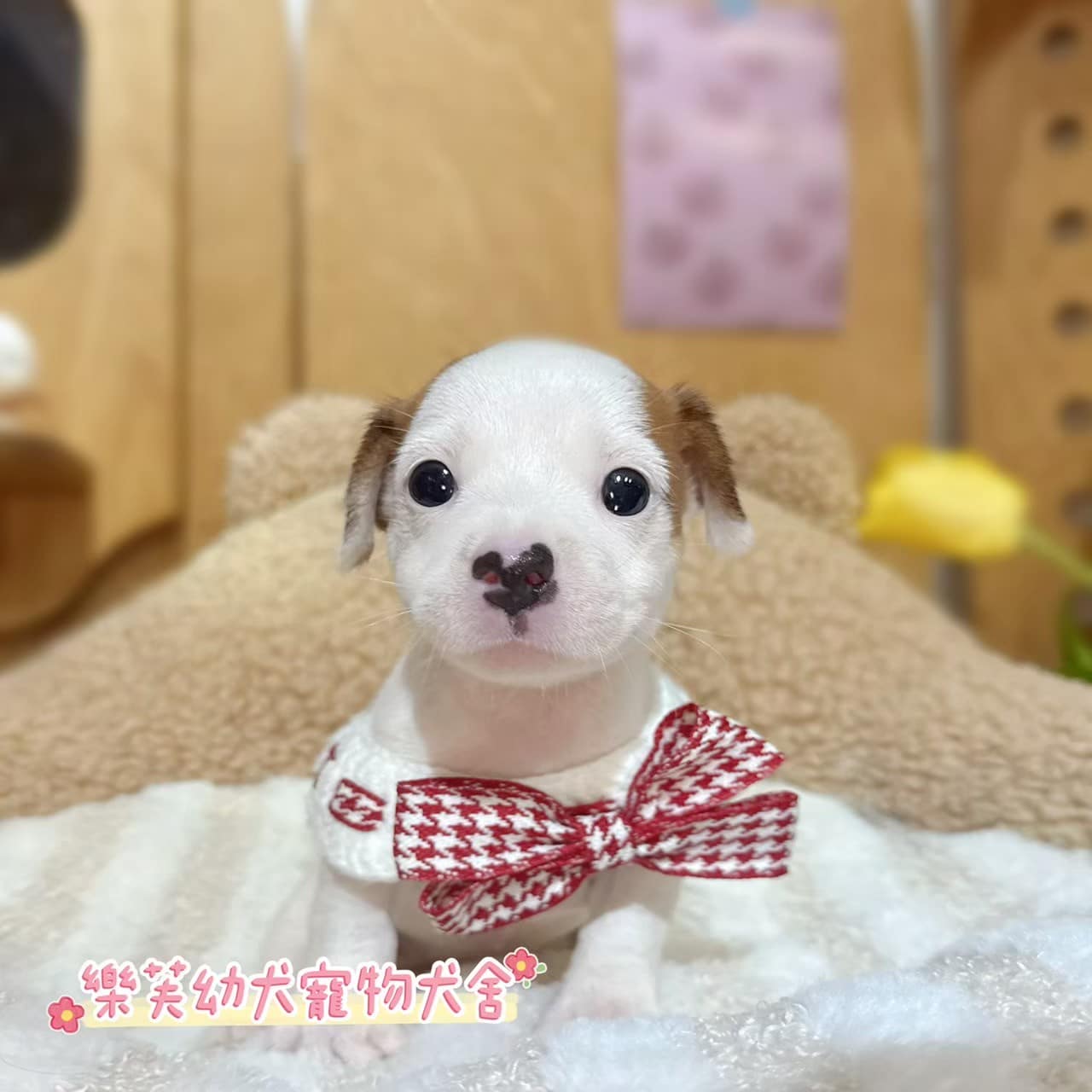 傑克羅素-樂芙幼犬寵物犬舍