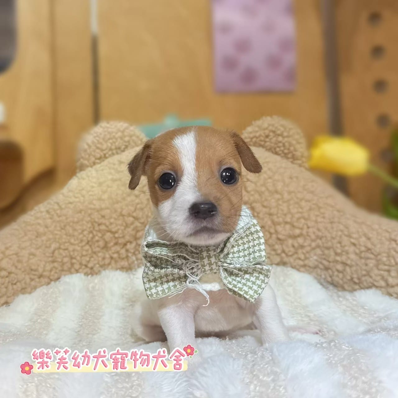 傑克羅素-樂芙幼犬寵物犬舍