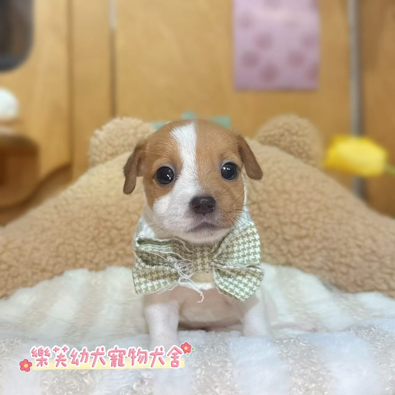 傑克羅素-樂芙幼犬寵物犬舍
