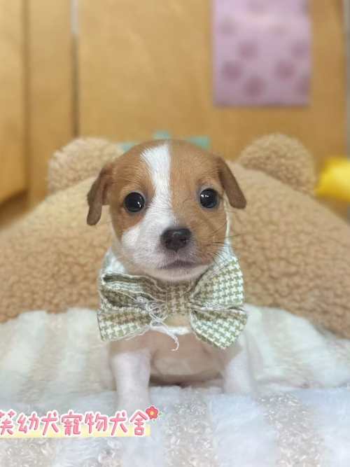 傑克羅素-樂芙幼犬寵物犬舍